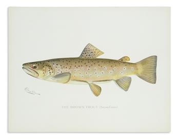 (FISH.) Denton, Sherman F. Group of 27 chromolithographed plates,